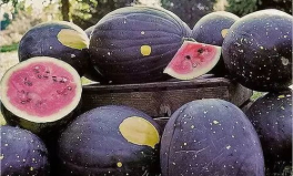 海角吃瓜黑料色