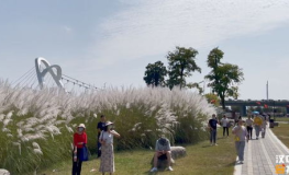 蘆葦風(fēng)景小姐姐,捕捉自然之美，展現(xiàn)生態(tài)魅力